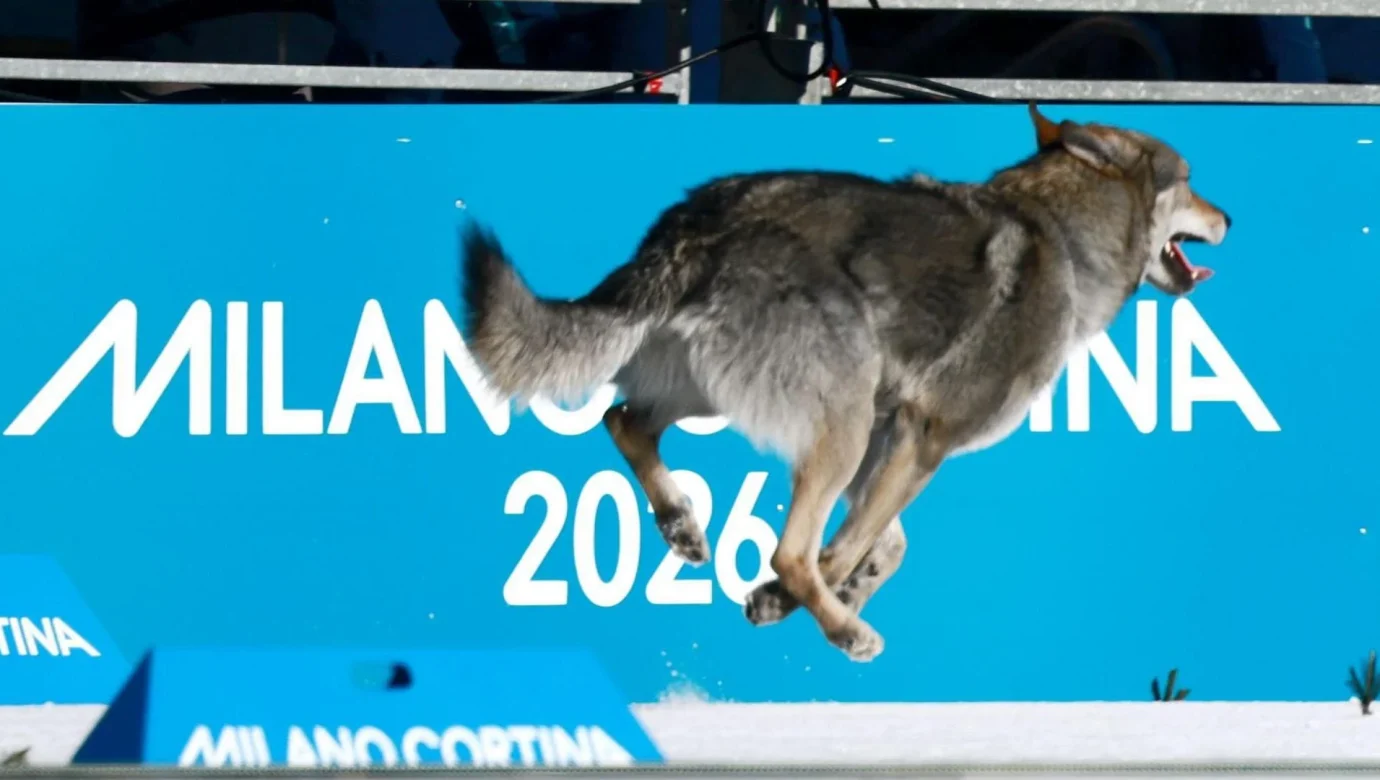 Зимові Олімпійські 2026: що сколихнуло Ігри – кьорлінг, ін’єкції, вовкдог?