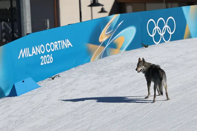 Вовк на снігу біля банера Олімпіади Мілано-Кортіна 2026 на лижній трасі
